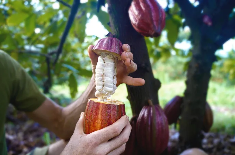 Bio-Obstfarm: tropische Früchte pflücken & probieren