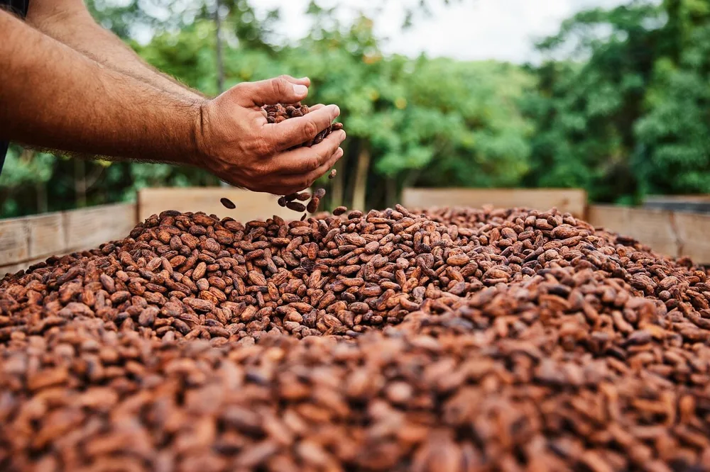 Mani che passano tra un letto di fave di cacao in essiccazione