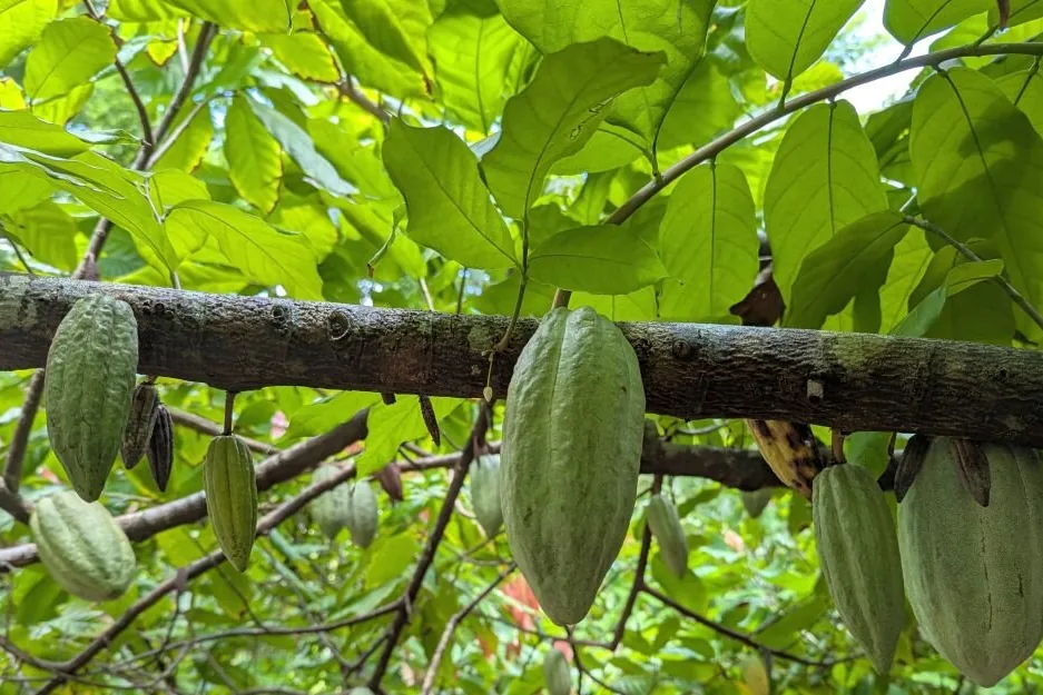Cabosse di cacao verdi che crescono lungo un ramo