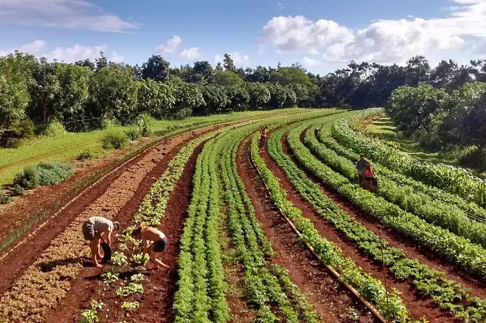 Hileras de cultivos en una finca de tierra roja con bosque al fondo