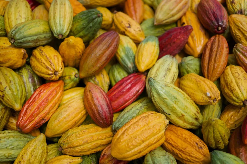 Un montón de mazorcas de cacao amarillas, naranjas, rojas y verdes