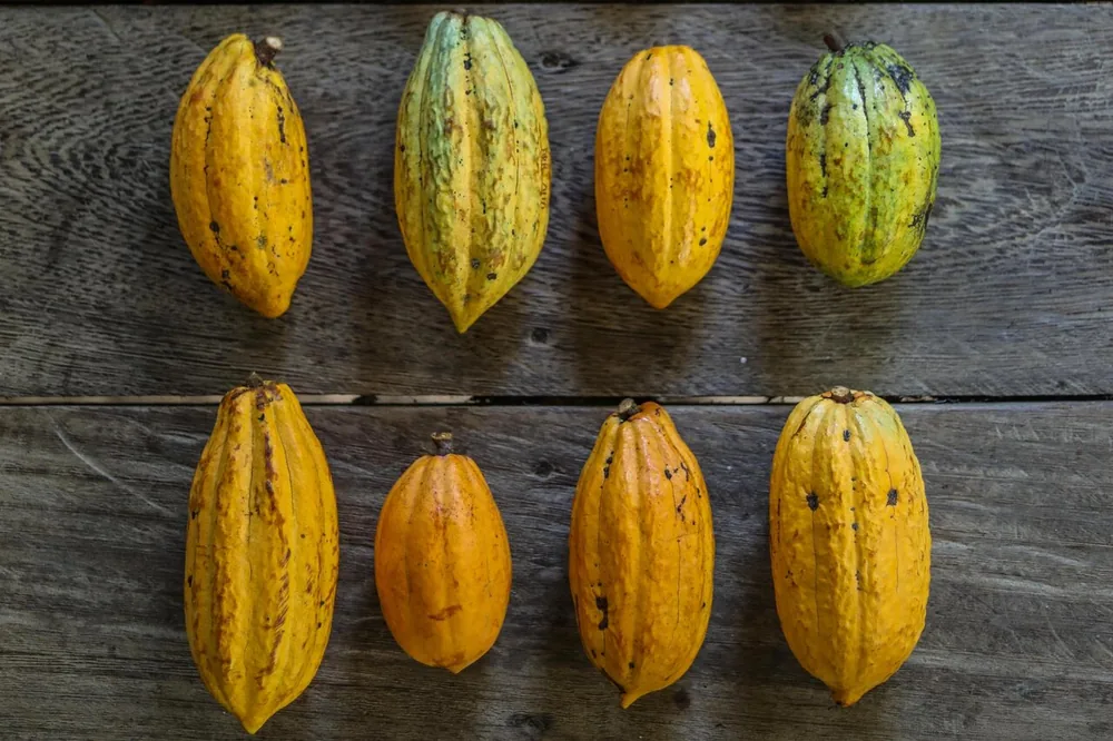 Mazorcas de cacao amarillas dispuestas en hileras sobre una mesa de madera