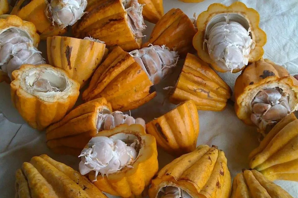 Mazorcas de cacao amarillas abiertas que muestran la pulpa blanca y las semillas