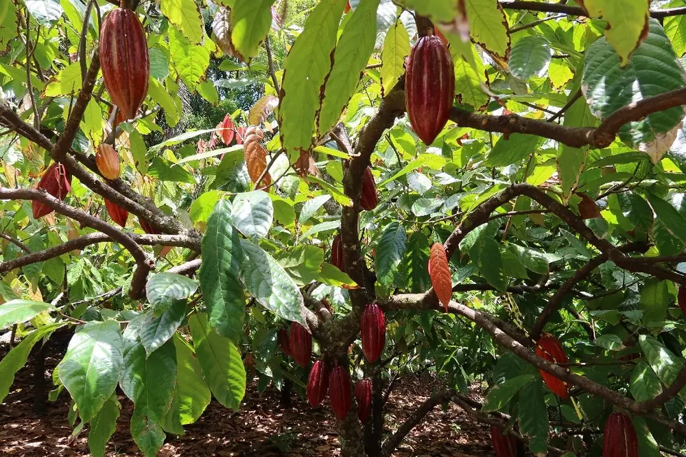 Mazorcas de cacao rojas colgando de los árboles en una plantación a la sombra